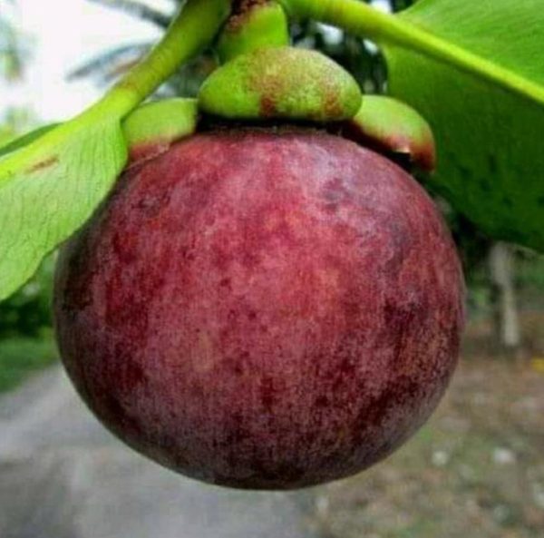 bibit tanaman buah Bibit Buah Manggis Tanaman Super Okulasi Seram Bagian Timur