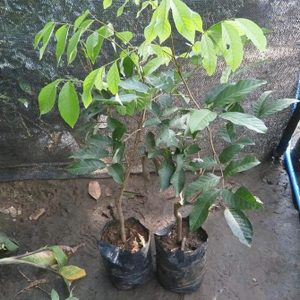 bibit tanaman buah Bibit Buah Rambutan Pohon Binjai Tanaman Binjay Nunukan