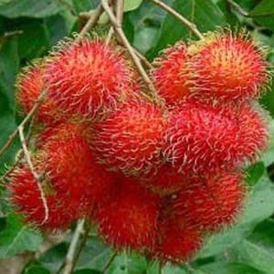 bibit tanaman buah Bibit Buah Rambutan Tanaman Hidup Binjai Lombok Utara