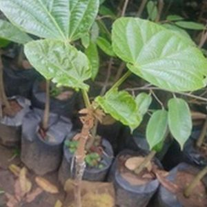 bibit tanaman buah Bibit Buah Sapote Cupa Peru Sambung Susu Dan Cangkok Belitung Timur