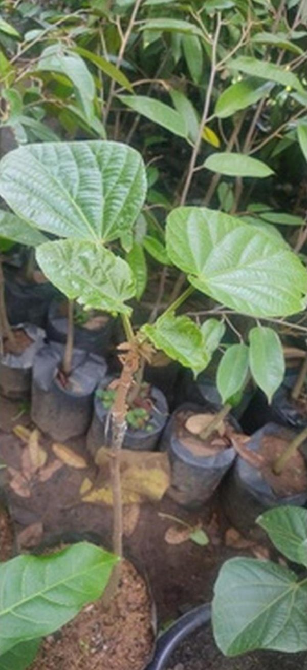 bibit tanaman buah Bibit Buah Sapote Cupa Peru Sambung Susu Dan Cangkok Belitung Timur