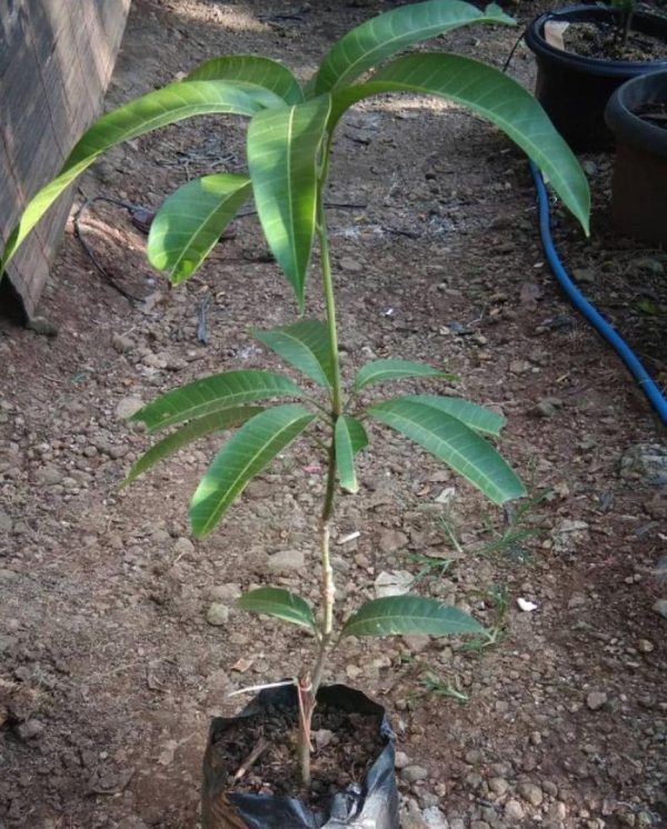 bibit tanaman buah Bibit Buah Tabulampot Mangga Yuwen Super Unggul Bisa Tanam Di Kendal