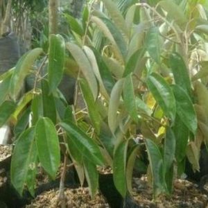 bibit tanaman buah Bibit Buah Unggul Durian Gundul Mer Sorong