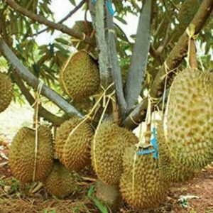 bibit tanaman buah Bibit Duren Montong Code Tanaman Buah Durian Monthong Dogiyai