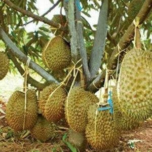 bibit tanaman buah Bibit Duren Montong Tanaman Buah Durian Monthong Kepulauan Anambas