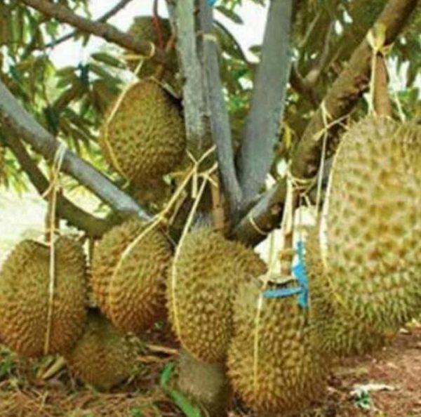 bibit tanaman buah Bibit Durian Bawor Kirim Terpercaya Kaki Tiga Batam