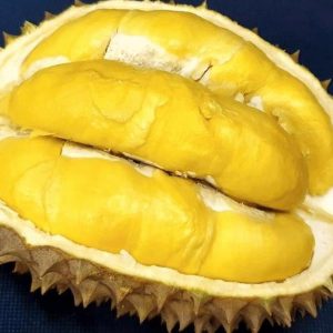 bibit tanaman buah Bibit Durian Bawor Murah Hari Ini Okulasi Pamekasan
