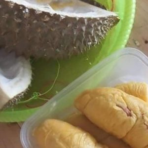 bibit tanaman buah Bibit Durian Duri Hitam Black Thron Ochee Agam