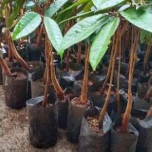 bibit tanaman buah Bibit Durian Duri Hitam Terlaris Montong Dan Musangking Kaki Tunggal Grosir Mojokerto