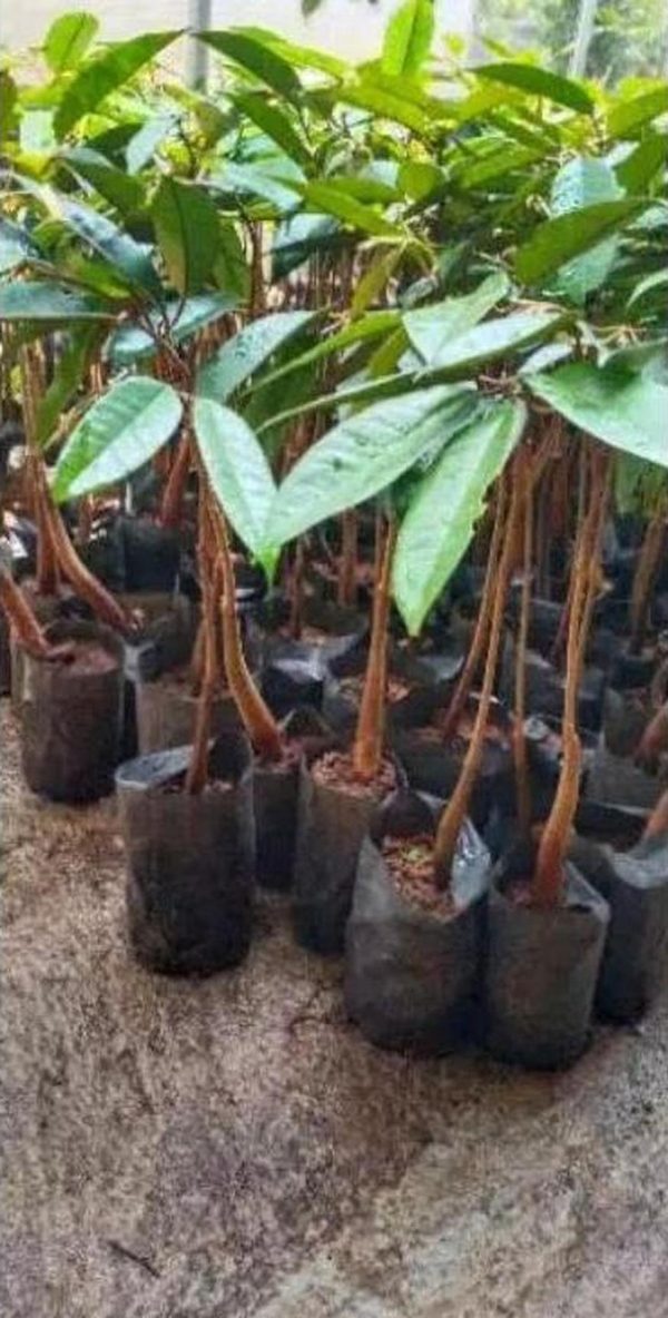 bibit tanaman buah Bibit Durian Duri Hitam Terlaris Montong Dan Musangking Kaki Tunggal Grosir Mojokerto