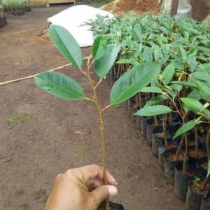 bibit tanaman buah Bibit Durian Duri Hitam Terlaris Montong Dan Musangking Kaki Tunggal Grosir Surabaya