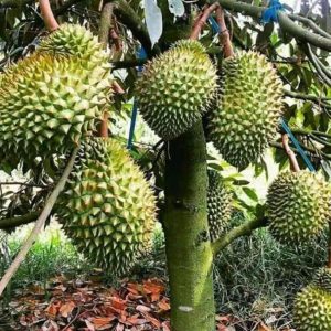 bibit tanaman buah Bibit Durian Montong Terbaik Buton