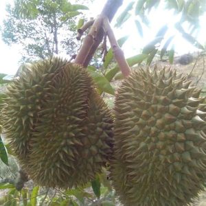 bibit tanaman buah Bibit Durian Namlung Jenis Super Murah Bulukumba