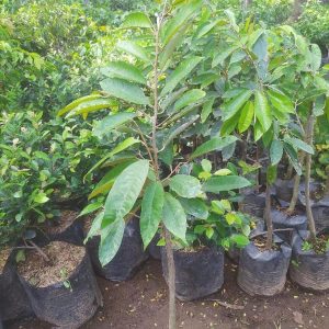 bibit tanaman buah Bibit Durian Super Tembaga Bangka Bogor