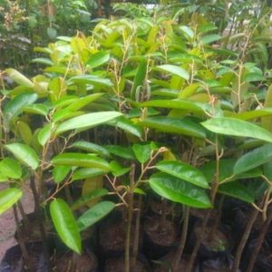 bibit tanaman buah Bibit Durian Super Tembaga Code Bangka Okulasi Cepat Buah W Landak