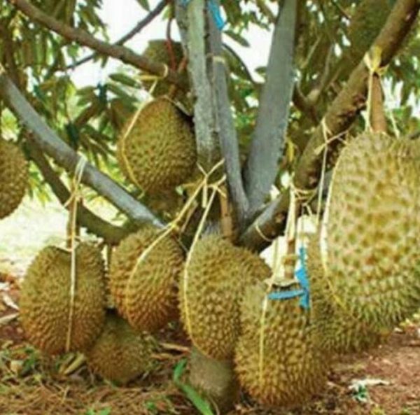 bibit tanaman buah Bibit Durian Unggul Bawor Kaki Tiga Penukal Abab Lematang Ilir