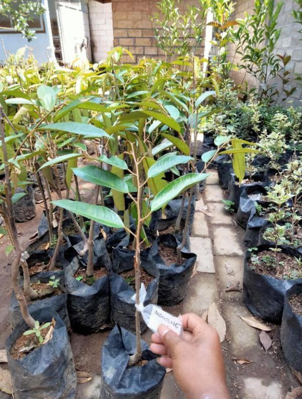 bibit tanaman buah Bibit Durian Unggul Genjah Okulasi Montong Prabumulih