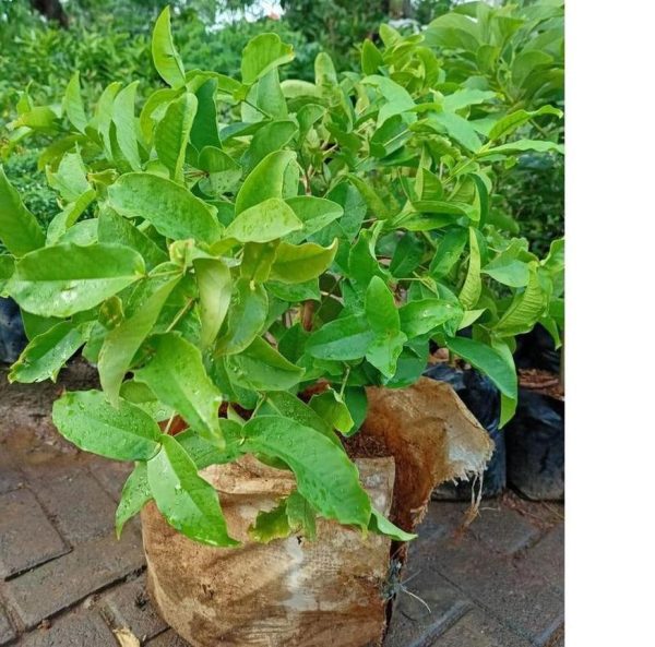bibit tanaman buah Bibit Jambu Air Best Hasil Cangkok Tanaman Hias Buah Kancing Citra Merah King Rose Dalhari Polewali Mandar