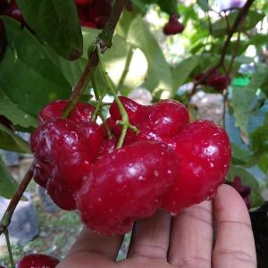 bibit tanaman buah Bibit Jambu Air Hasil Cangkok Tanaman Hias Buah Kancing Citra Merah King Rose Dalhari Minahasa Tenggara