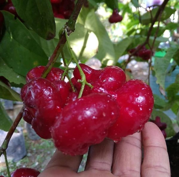 bibit tanaman buah Bibit Jambu Air Hasil Cangkok Tanaman Hias Buah Kancing Citra Merah King Rose Dalhari Minahasa Tenggara