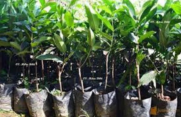 bibit tanaman buah Bibit Jambu Air Pohon Deli Madu Super Jembrana