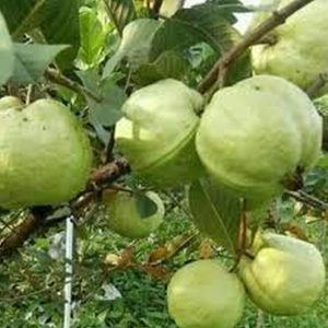bibit tanaman buah Bibit Jambu Air Tanaman Pohon Fresh Cangkok - Buah Siumik Pala Biji Boyolali