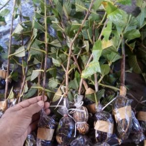 bibit tanaman buah Bibit Jambu Air Tanaman Pohon Fresh Cangkok - Buah Siumik Pala Biji Konawe Utara