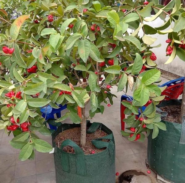 bibit tanaman buah Bibit Jambu Air Termurah Hasil Cangkok Tanaman Hias Buah Kancing Citra Merah King Rose Dalhari Batu Bara