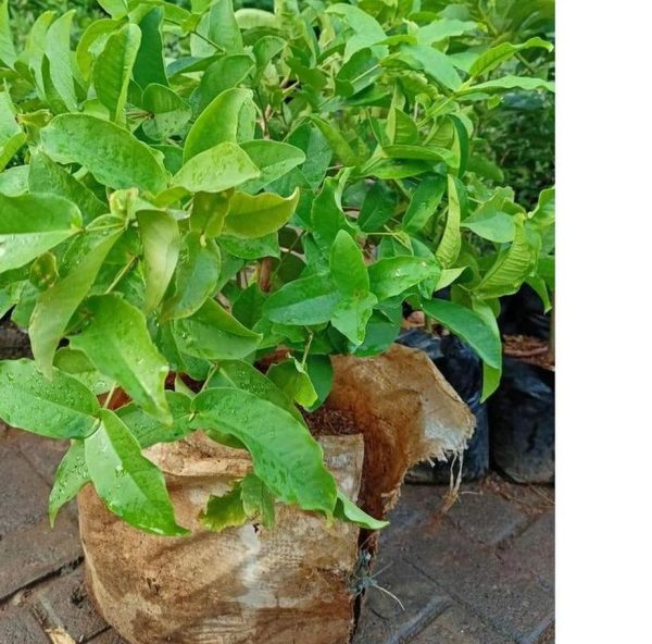 bibit tanaman buah Bibit Jambu Air Termurah Hasil Cangkok Tanaman Hias Buah Kancing Citra Merah King Rose Dalhari Ende