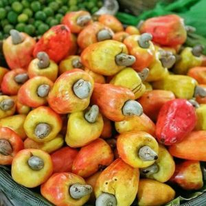 bibit tanaman buah Bibit Jambu Mete Monyet - Tanaman Buah Unggul Murah Bergaransi Badung