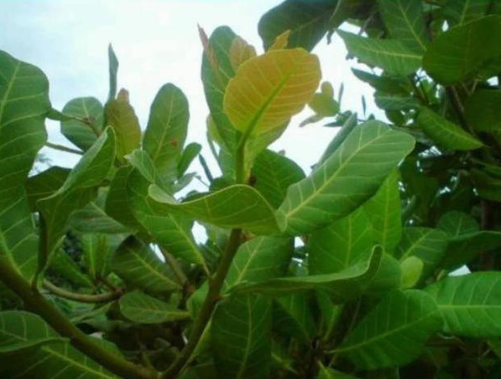 Gambar Produk bibit tanaman buah Bibit Jambu Mete Tanaman Buah Monyet Salatiga
