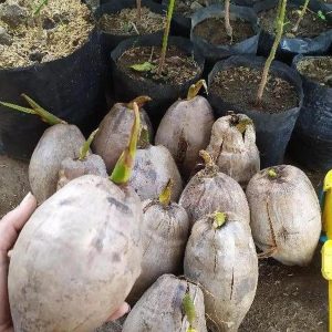 bibit tanaman buah Bibit Kelapa Bagus Dipakai Tanaman Hias Bahan Original Tanjung Jabung Timur