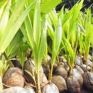 bibit tanaman buah Bibit Kelapa Gading Kuning Produk Terlaris Yogyakarta