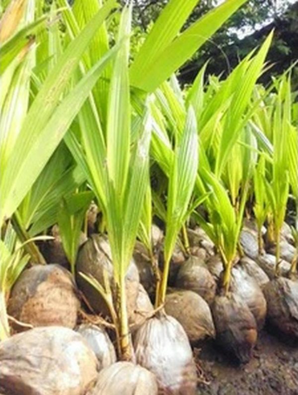 bibit tanaman buah Bibit Kelapa Gading Kuning Produk Terlaris Yogyakarta