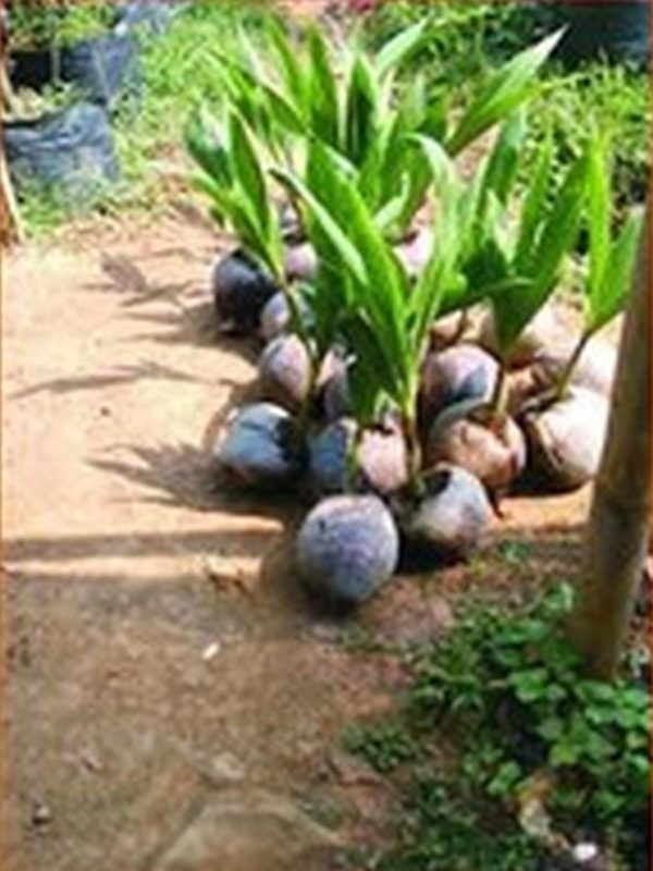 bibit tanaman buah Bibit Kelapa Hibrida Tanaman Buah Gading Berkualitas Kutai Barat