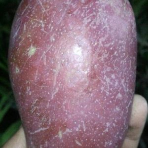 bibit tanaman buah Bibit Mangga Irwin Buah Ungu Ayo Diorder Hulu Sungai Tengah