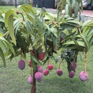 bibit tanaman buah Bibit Mangga Irwin Unggul Mamasa