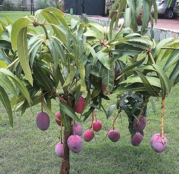 bibit tanaman buah Bibit Mangga Irwin Unggul Mamasa