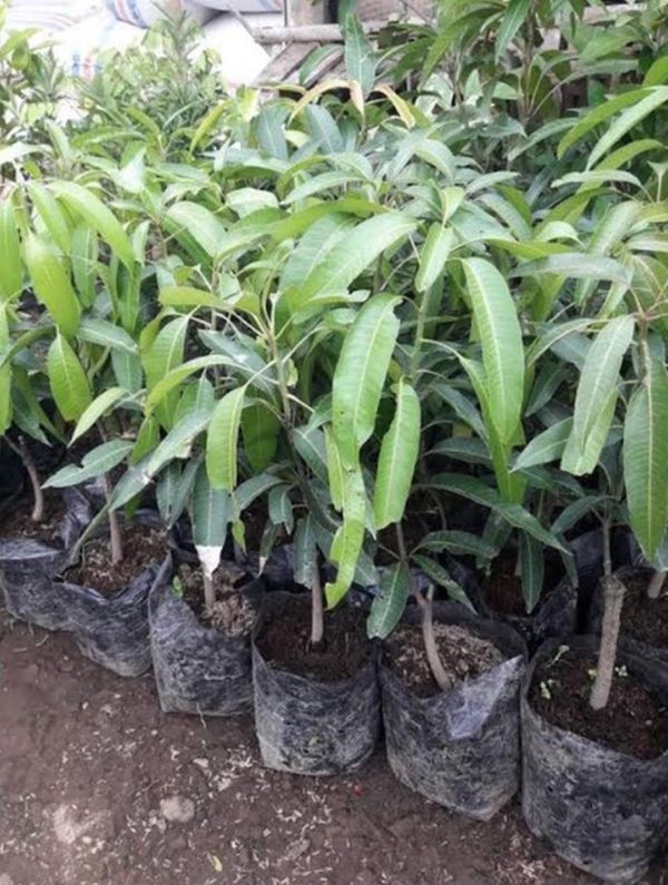 bibit tanaman buah Bibit Mangga Irwin Ungu Australia Super Genjah Murah Asli Supiori