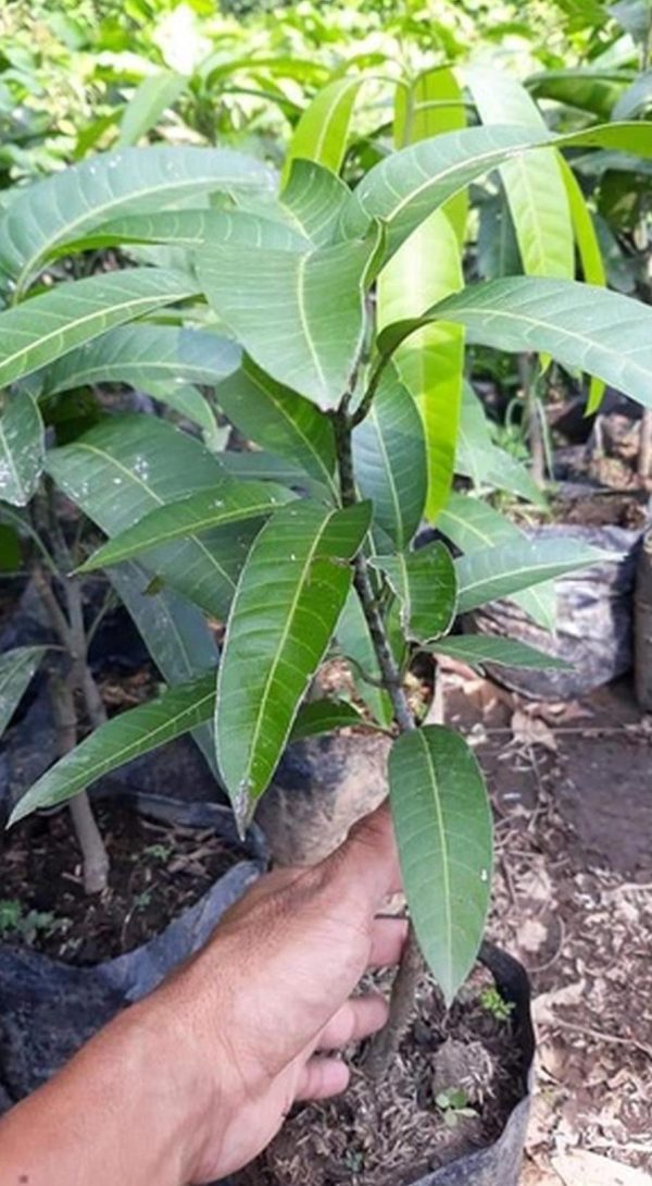bibit tanaman buah Bibit Mangga Kiojay Okulasi Super Kutai Kertanegara