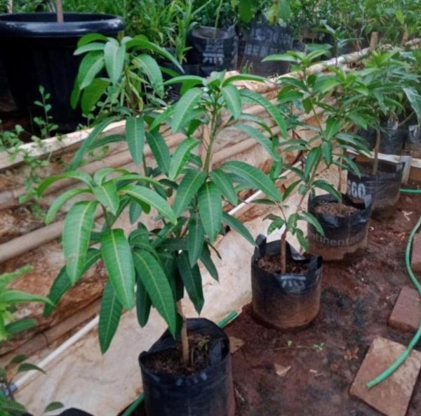 bibit tanaman buah Bibit Mangga Kiojay Pohon Chokanan Hasil Okulasi Ukuran Besar Best Seller Pasuruan