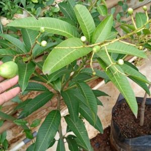 bibit tanaman buah Bibit Mangga Kiojay Pohon Chokanan Hasil Okulasi Ukuran Besar Subulussalam