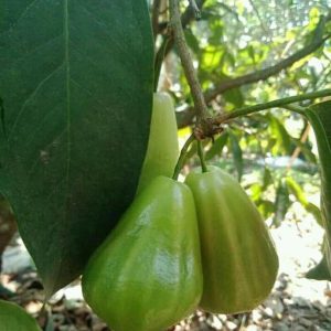 bibit tanaman buah Bibit Mangga Mahatir Jambu DalhariDan - Activ Agrotani Serang