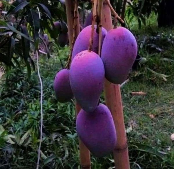 bibit tanaman buah Bibit Mangga Manalagi Irwin Gadong Dan Full Akar Balangan