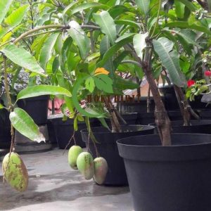 bibit tanaman buah Bibit Mangga Manalagi Terbaik Super Tasikmalaya