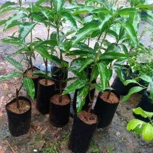bibit tanaman buah Bibit Mangga Miyazaki Harga Termuraah Maluku Barat Daya