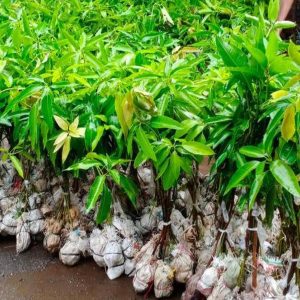 bibit tanaman buah Bibit Mangga Miyazaki Ready Import Malang