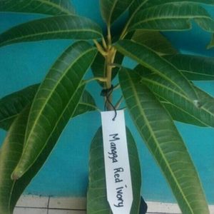 bibit tanaman buah Bibit Mangga Red Ivory Bismillah Kebun Montaza Asli Valid Original Tanaman Buah Siap Cod Bulungan
