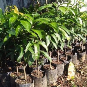 bibit tanaman buah Bibit Mangga Red Ivory Garansi Original Super Murah Tanaman - Ternate