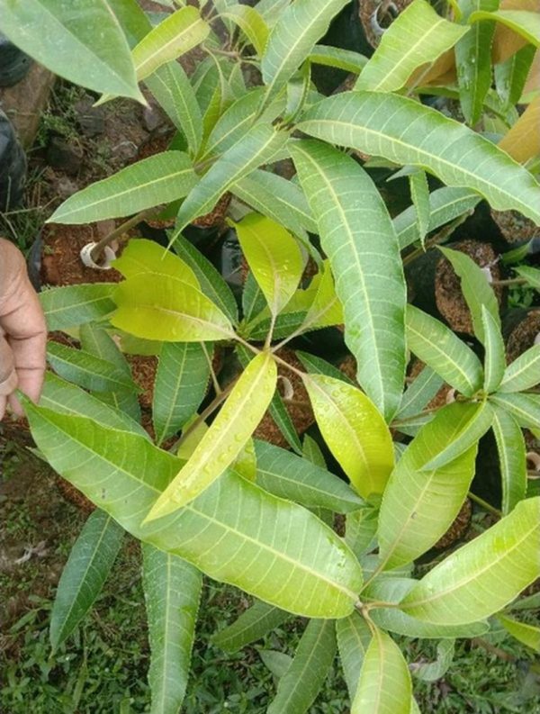 bibit tanaman buah Bibit Mangga Red Ivory Original Bergaransi Jika Tidak Valid Muko